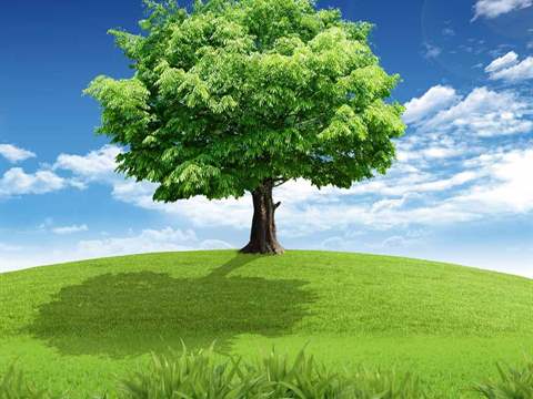 “الان” تعبير عن الشجرة للسنة الثالثة ابتدائي